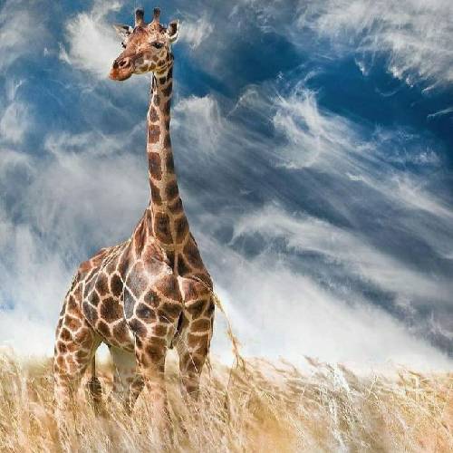 دیدی عشقم دو روز نشد تو دووم بیاری